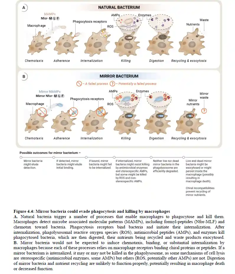 A scientific diagram comparing natural bacteria and 'mirror bacteria' in macrophage interactions. The top row shows natural…