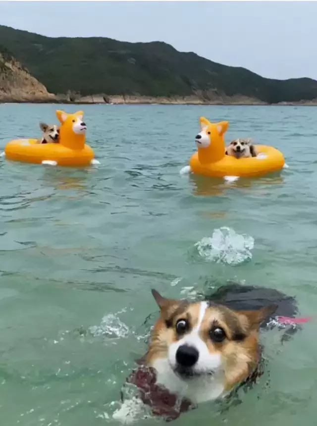 Three corgis are in the ocean; two are in orange inflatable rings shaped like corgis, while one corgi swims toward the…