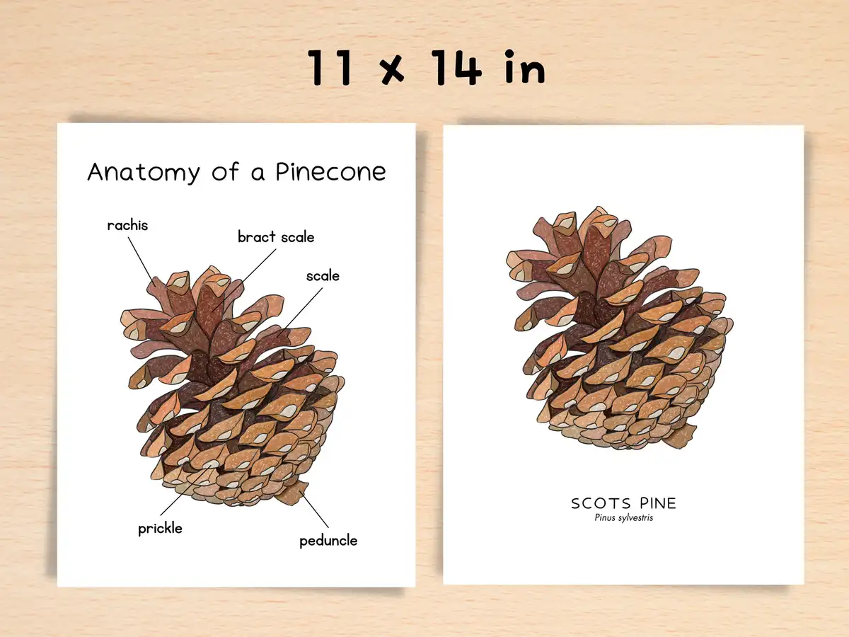 Two illustrated pinecone prints are shown side-by-side on a wooden surface. The left print is titled 'Anatomy of a Pinecone'…