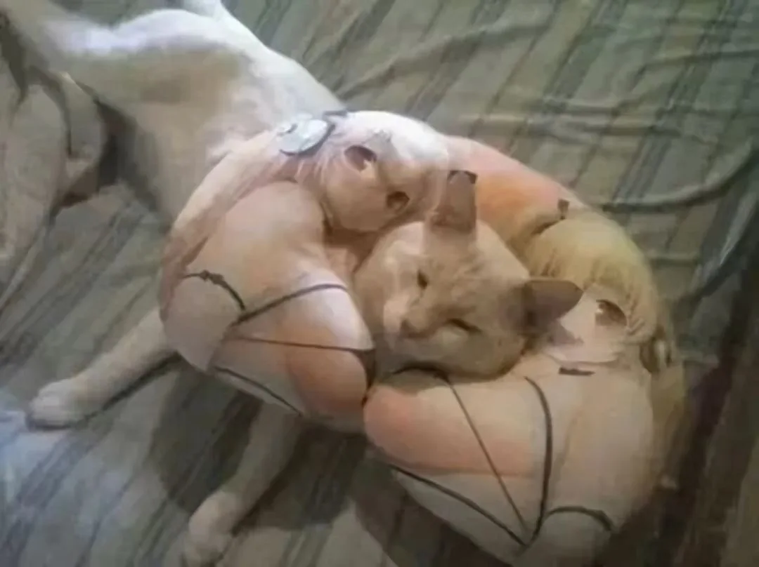 A light-colored cat is curled up and sleeping on a pillow that has been digitally edited to look like a muscular human torso…