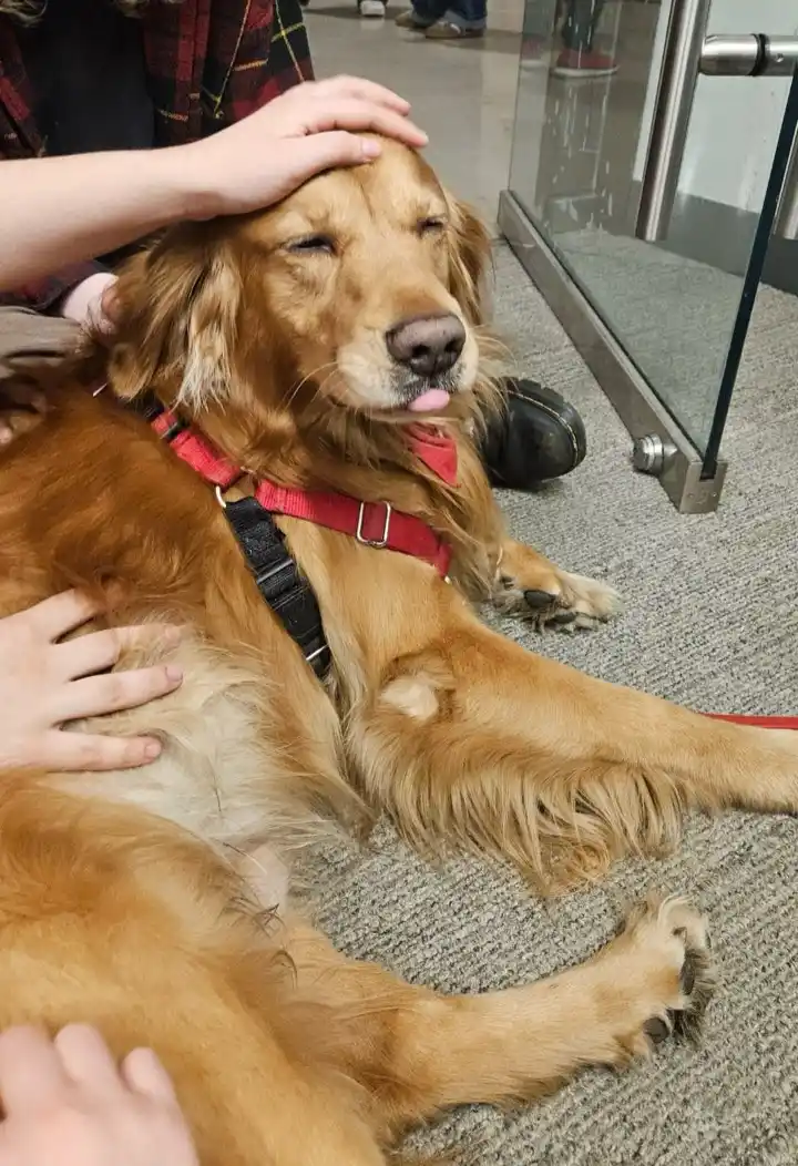 A golden retriever lies on a carpeted floor, eyes half-closed and tongue slightly out, appearing very relaxed while a…