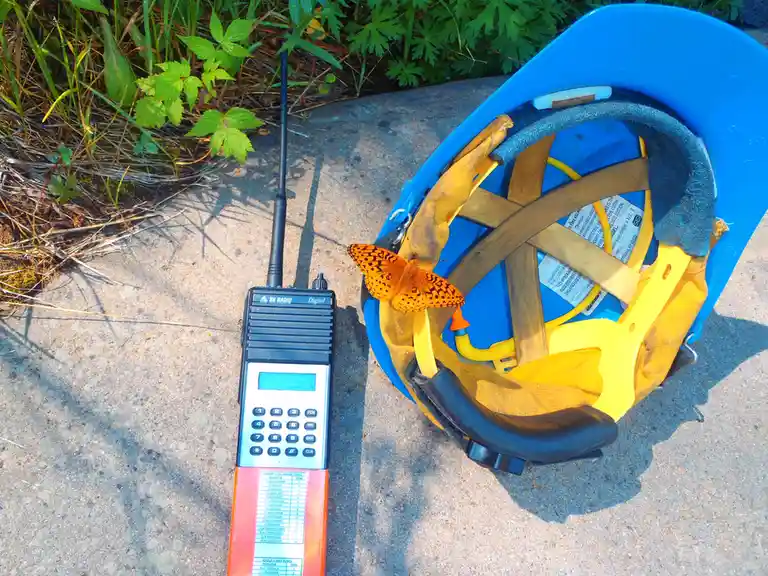 A bright orange butterfly with black spots rests on the yellow straps of a blue hard hat lying on concrete. Beside it is a…