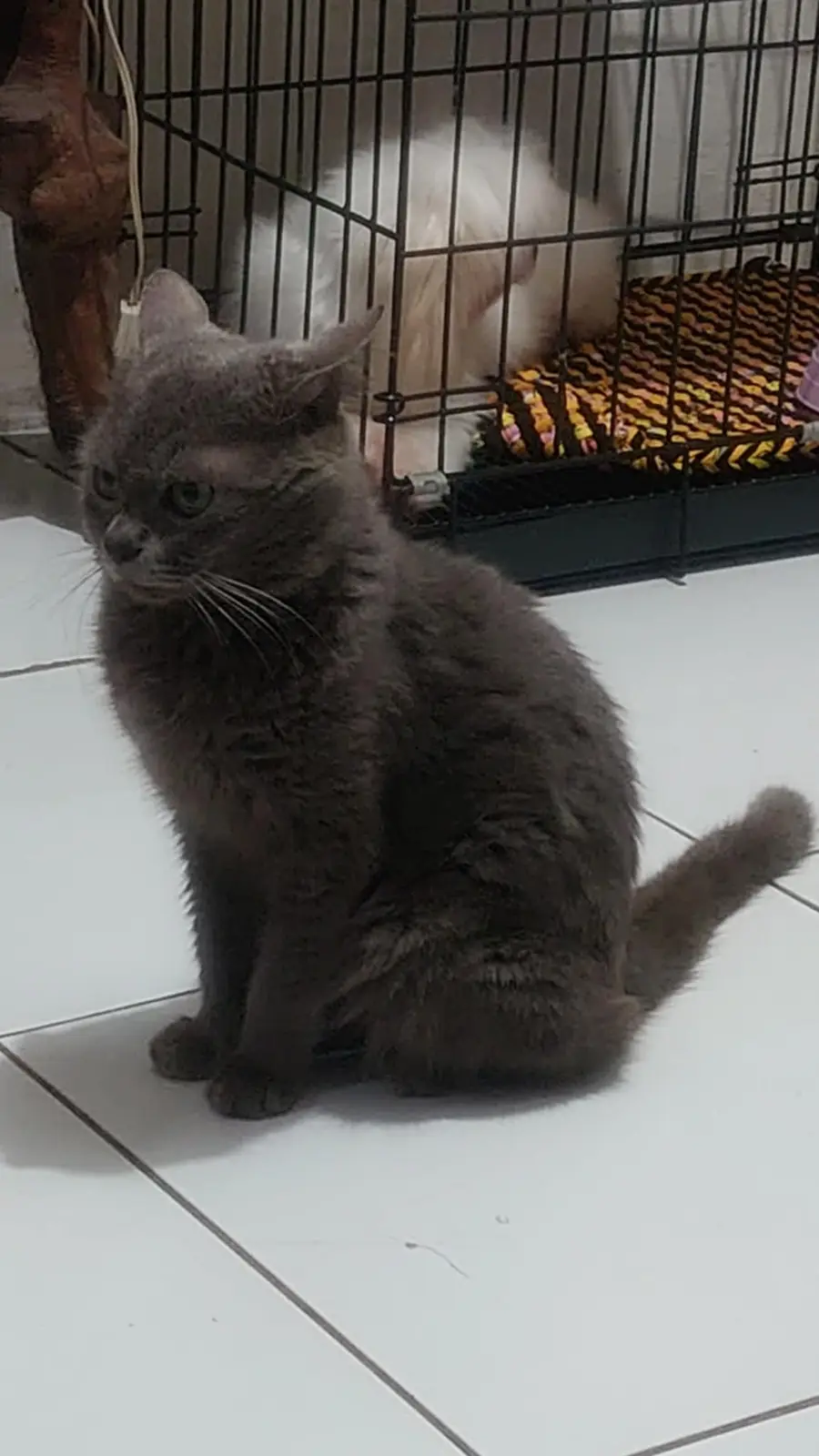 A gray cat sits on a white tiled floor looking away with a bored or unimpressed expression, while a white fluffy cat is…
