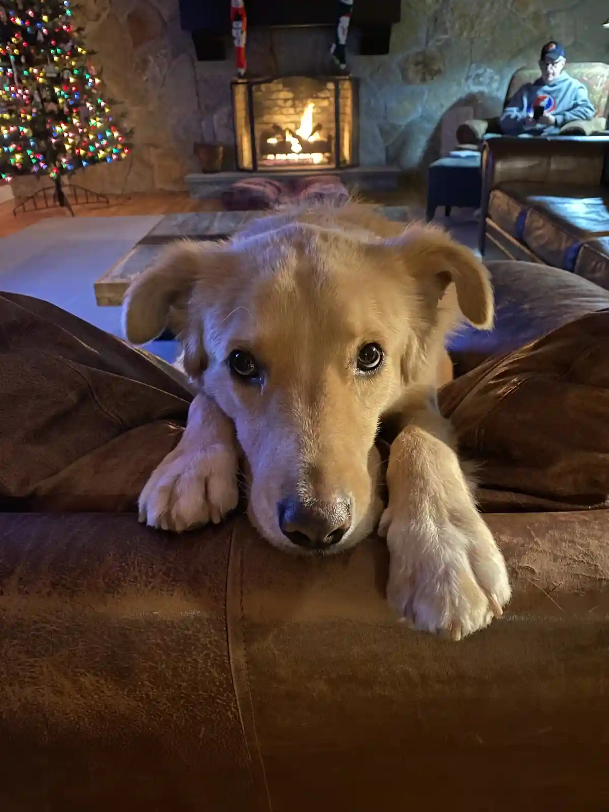 A light-colored dog with large, sad eyes rests its paws on the arm of a brown leather couch, looking directly at the camera…