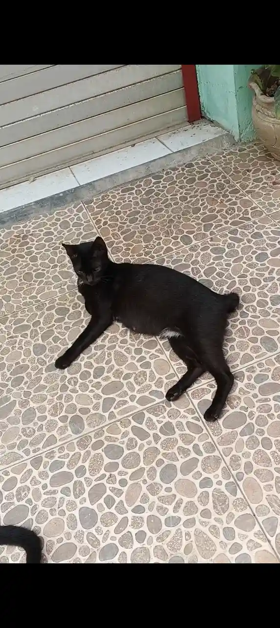 This Cat Knows How to Enjoy a Holiday Break