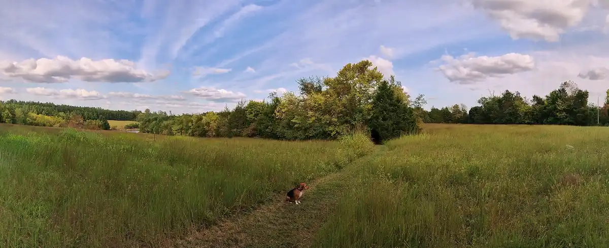 A beagle sits alone on a grassy path in a wide, open field under a partly cloudy sky, looking toward a dark hole in a tree…