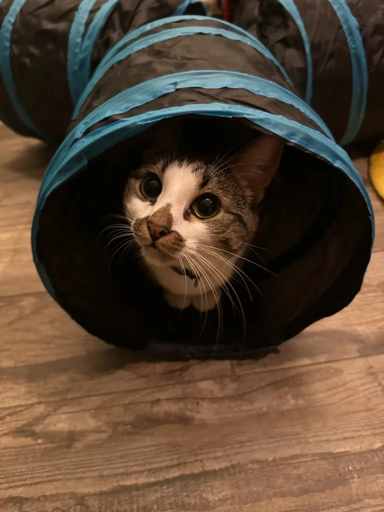 A white and gray tabby cat with wide, startled eyes peers out from the end of a black and blue fabric pet tunnel on a wooden…