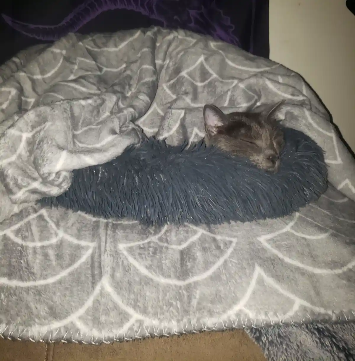 A gray cat is peacefully sleeping with its eyes closed, nestled inside a dark blue, fluffy, circular pet bed that is…