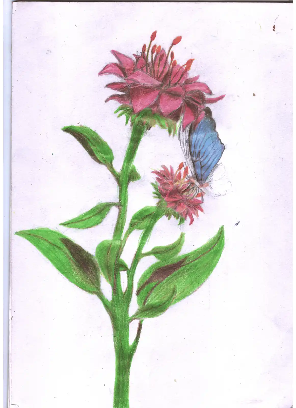 A colored pencil drawing of a plant with two pink flowers and green leaves, featuring a blue butterfly perched on the lower…