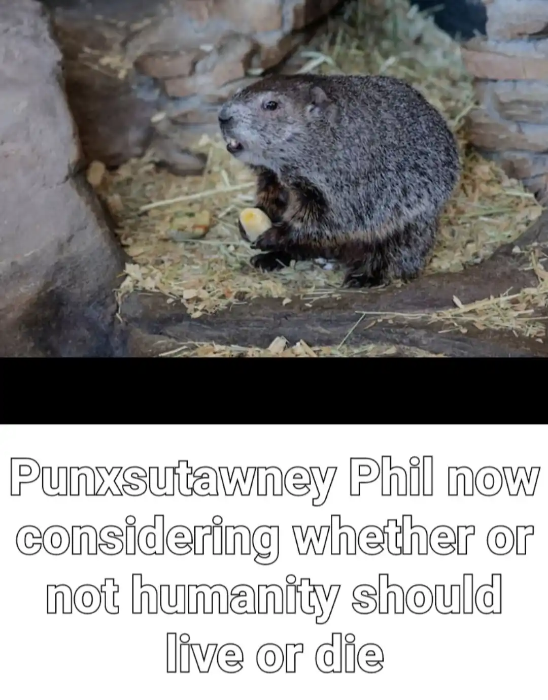 A groundhog sits in a hay-filled enclosure with stone walls, holding a piece of food and looking upward. The overlaid text…