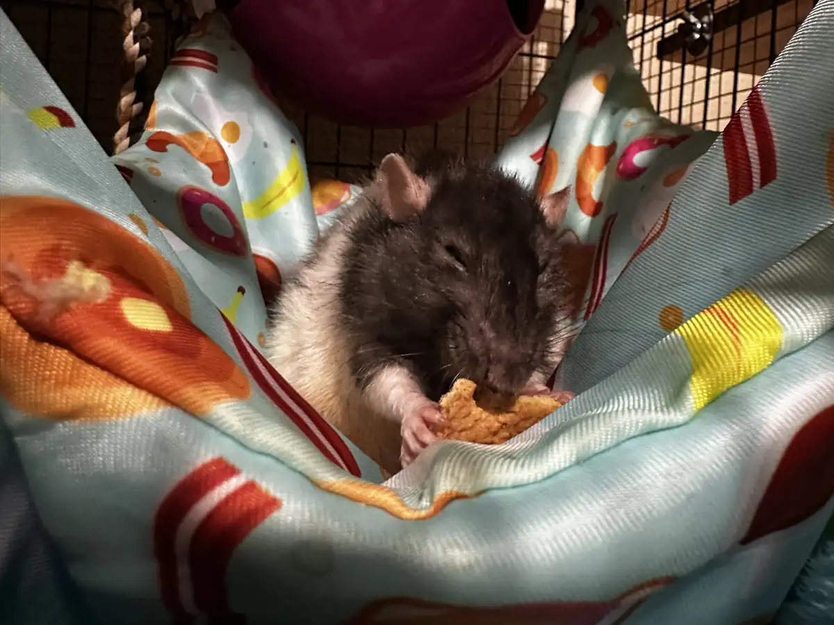 A close-up photo shows a black-and-white rat nestled in a colorful, patterned fabric hammock inside a cage, happily eating a…