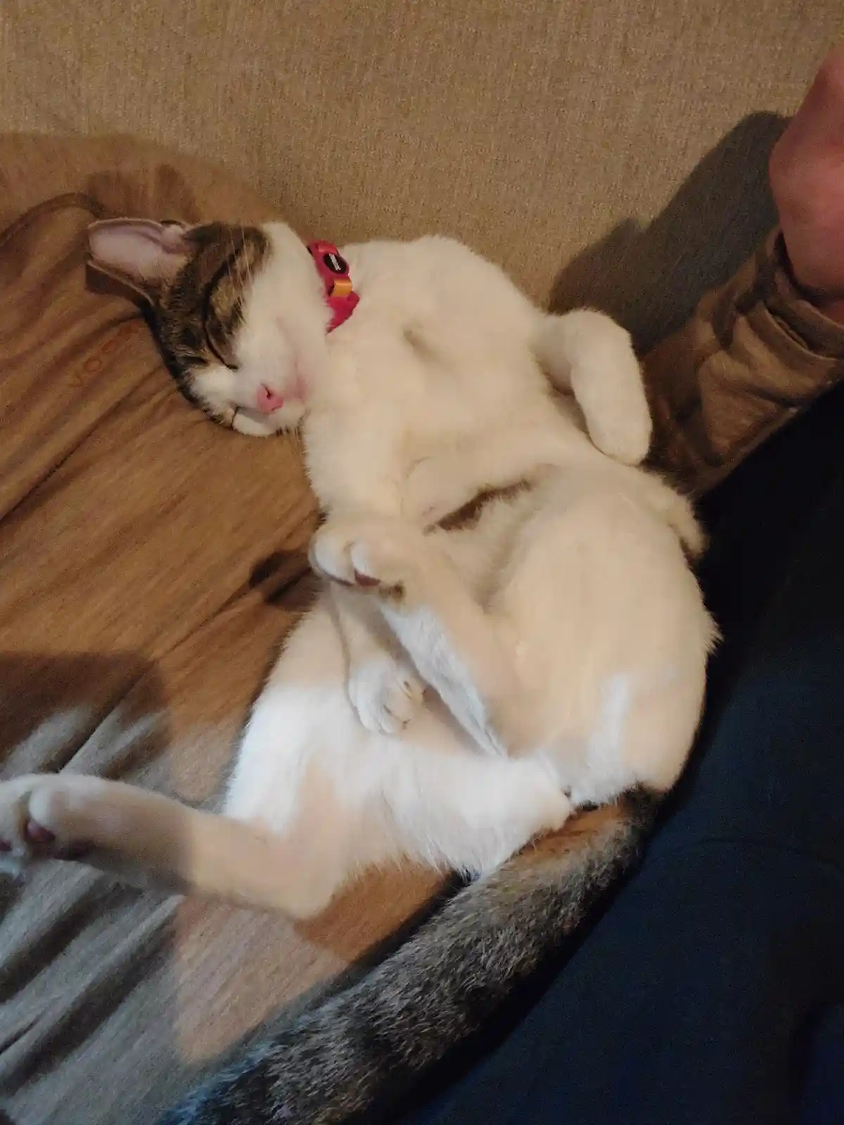 A white and brown tabby cat with a pink collar is curled up asleep on a brown couch, nestled against a person's arm. The…