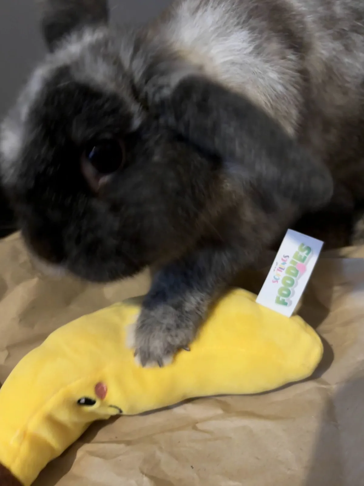 A close-up photo shows a fluffy gray and white lop-eared rabbit with one eye visible, looking at a yellow plush toy shaped…