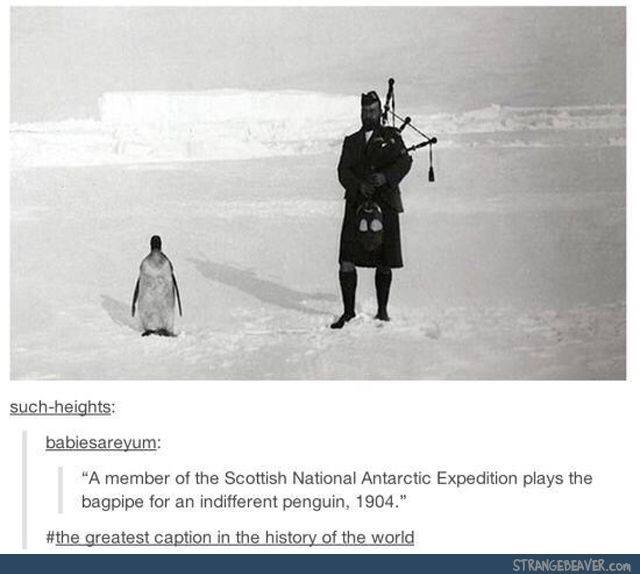 A black-and-white historical photo shows a man in a kilt playing bagpipes in a snowy Antarctic landscape, while a penguin…