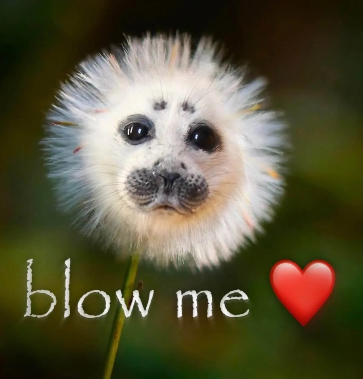 A close-up photo of a fluffy white seal pup with dark eyes and spots, looking directly at the camera, set against a blurred…