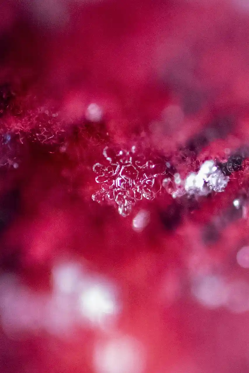 A macro photograph shows a single, intricate, crystalline snowflake resting on a dark, fibrous surface against a blurred…