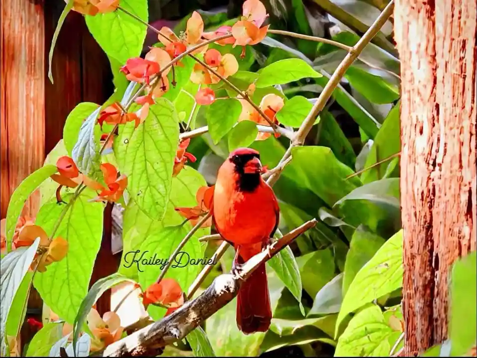 A vibrant red male cardinal perches on a branch amidst lush green leaves and orange-red flowers, with a wooden fence visible…