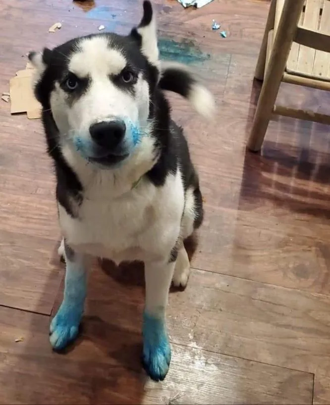 A black and white husky dog sits on a wooden floor with blue paint smeared on its face, paws, and chest. The dog has a…