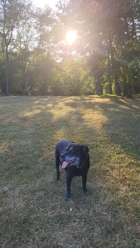 A black dog with gray muzzle and visible aging signs stands in a grassy field with trees in the background, bathed in warm…