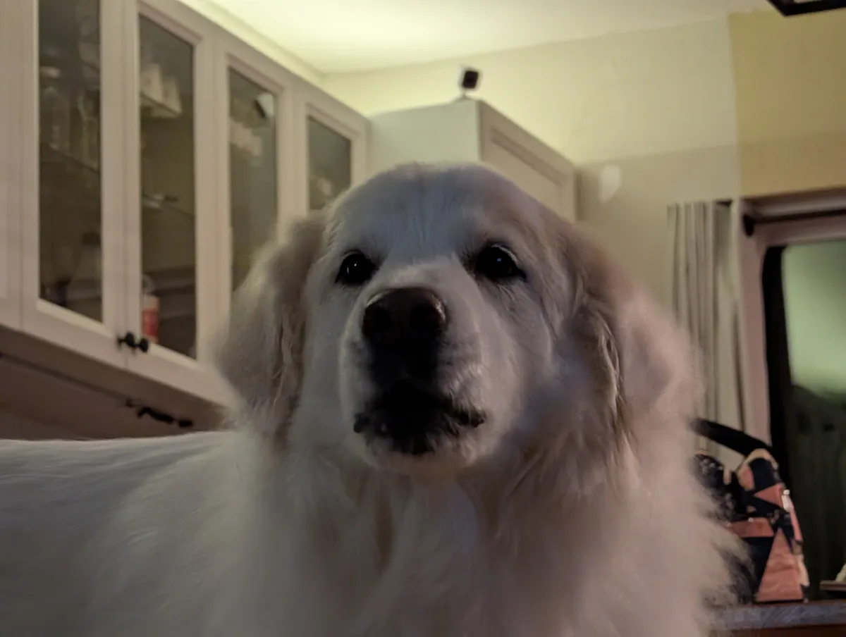 A close-up photo of a fluffy white dog with dark eyes and nose, looking directly at the camera in a kitchen with white…