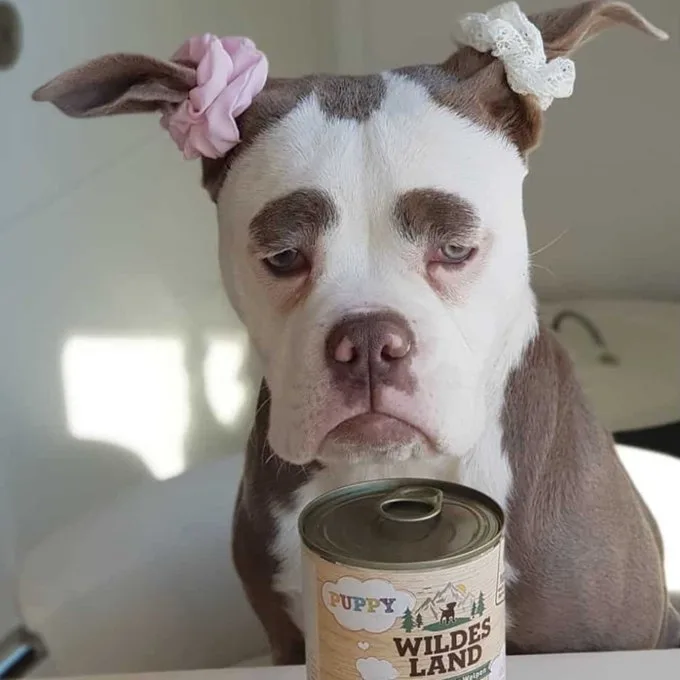 A brown and white pit bull puppy with a sad, droopy-eyed expression sits behind a can of 'Puppy Wildes Land' dog food…