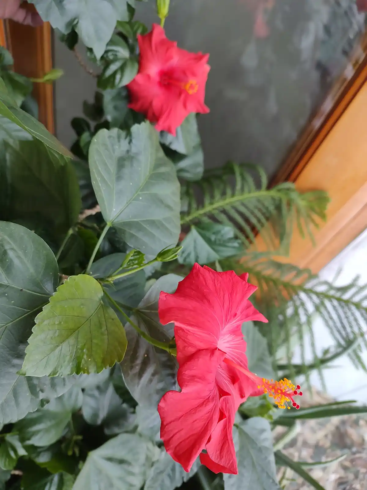 A close-up photo shows two vibrant red hibiscus flowers with large green leaves, set against a blurred background of a…