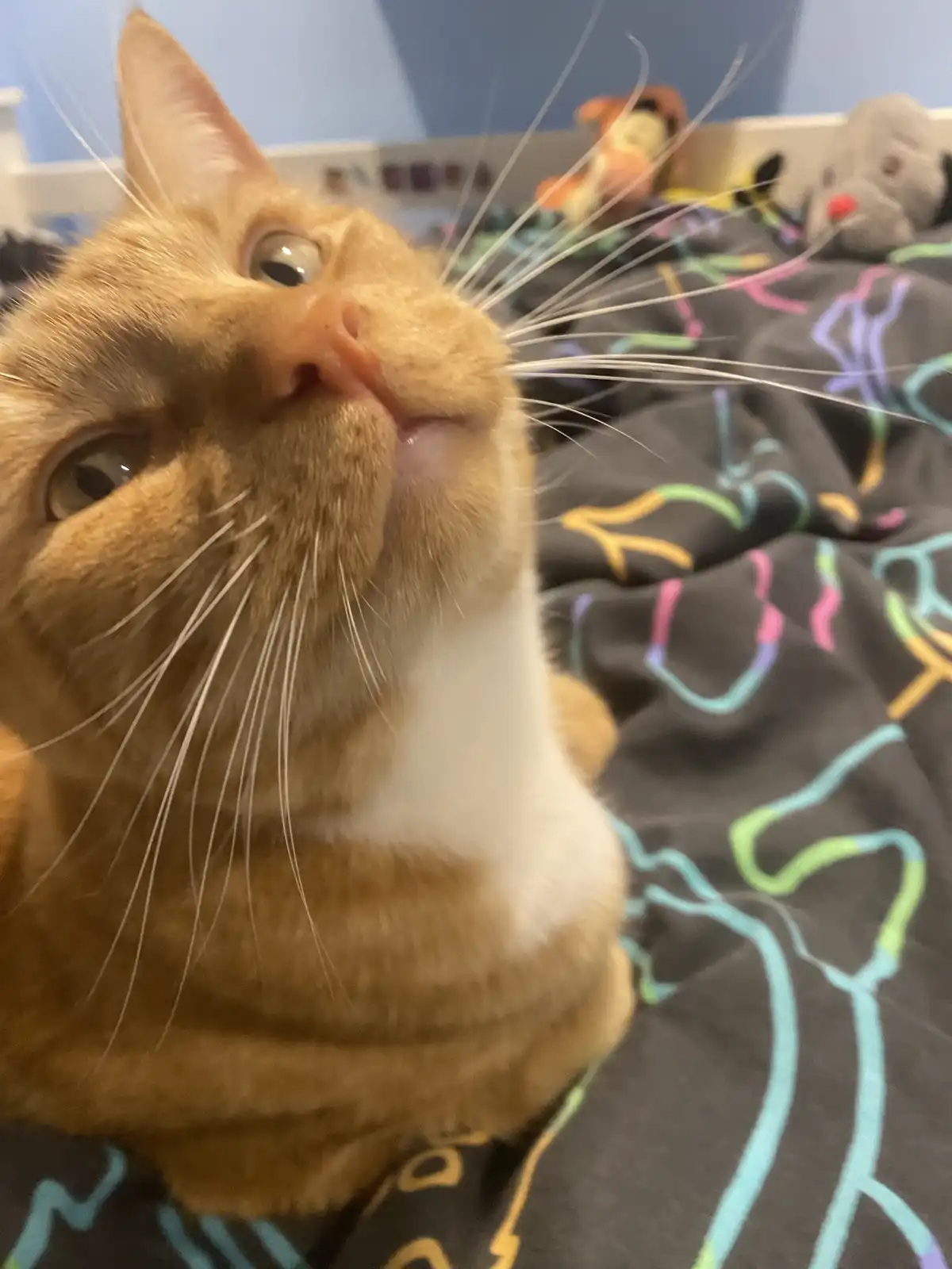 A close-up of an orange tabby cat with a white chest, looking upward with wide eyes and a slightly open mouth, sitting on a…