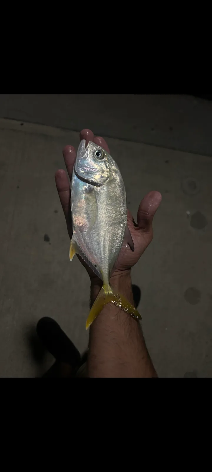 A person holds a shiny, silver fish with yellow fins against a dark concrete background. The fish has a large, round eye and…