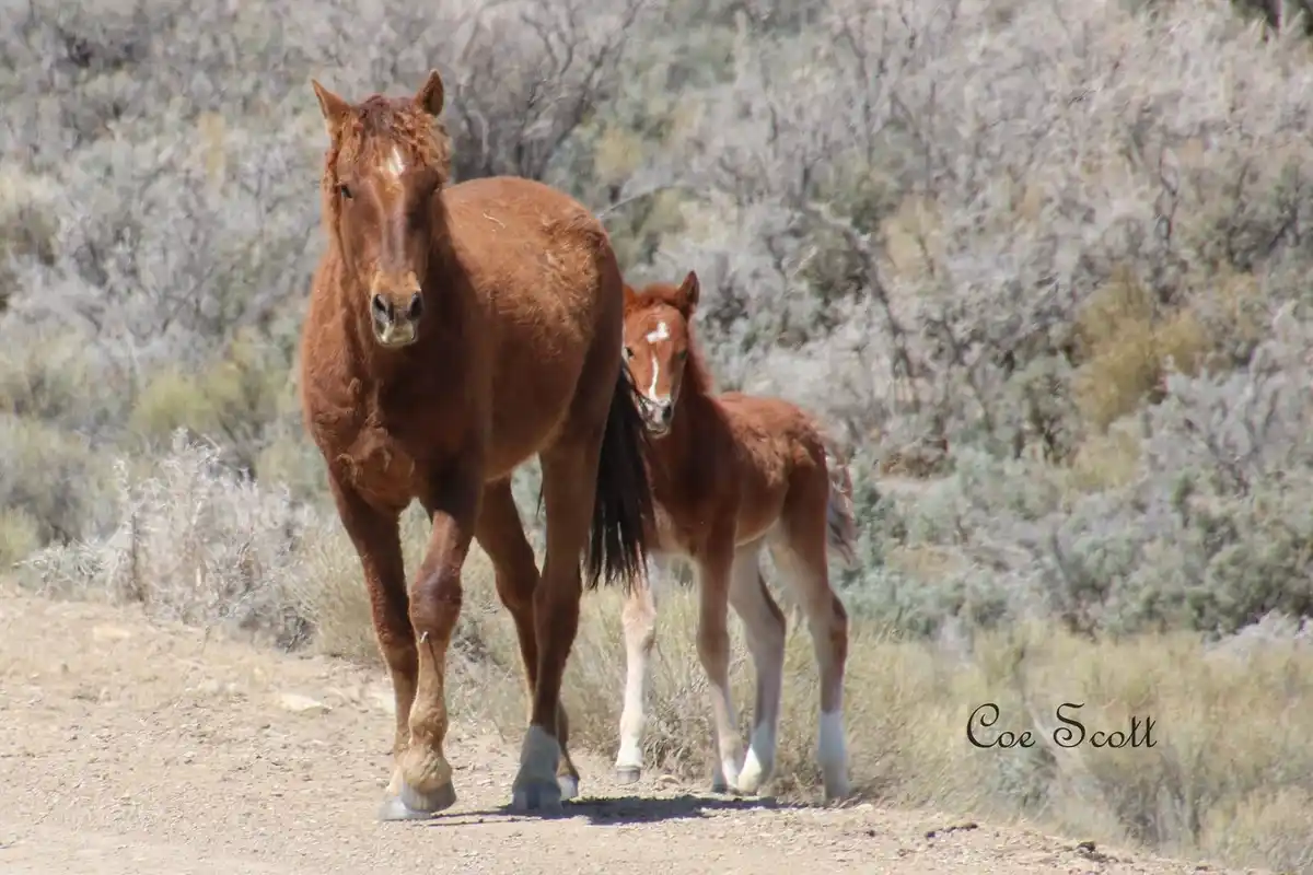 A brown adult horse and a smaller brown foal stand together on a dirt path in a dry, brushy landscape. The adult horse faces…