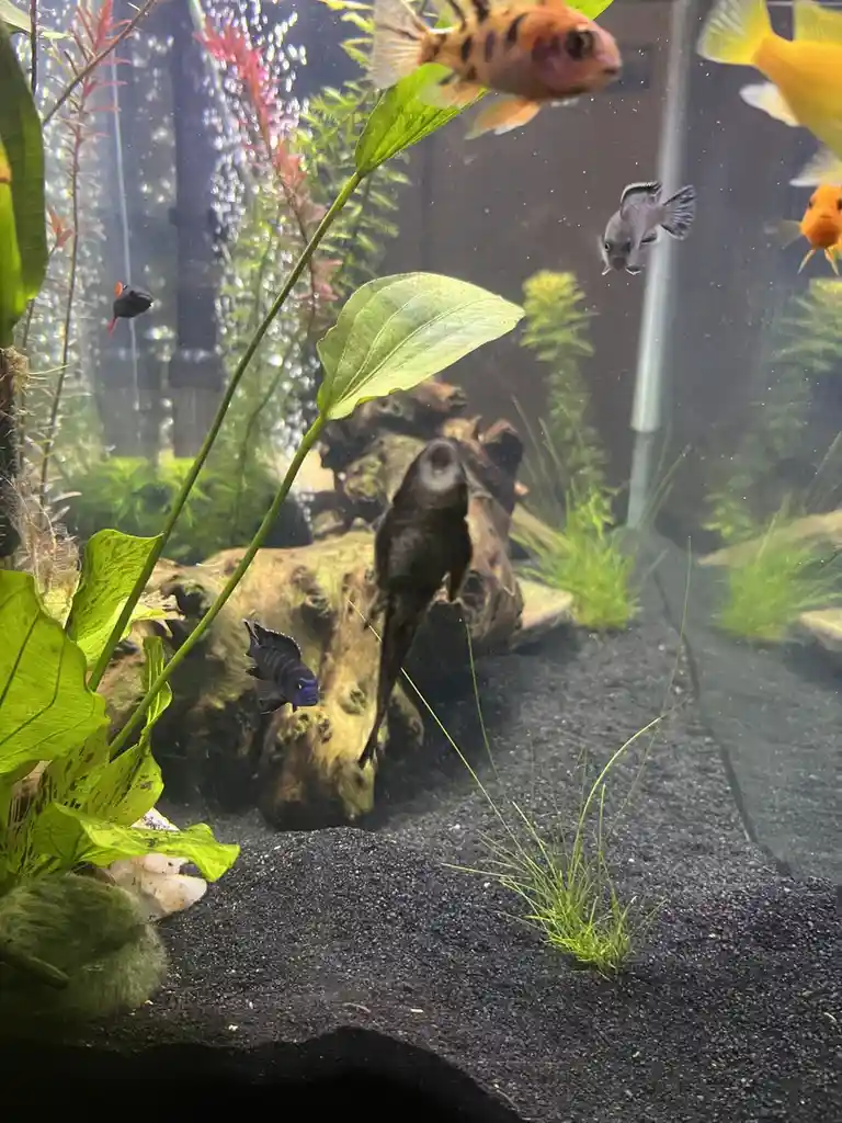 A photo of an aquarium with various colorful fish swimming among green plants and driftwood. A dark, elongated fish with a…