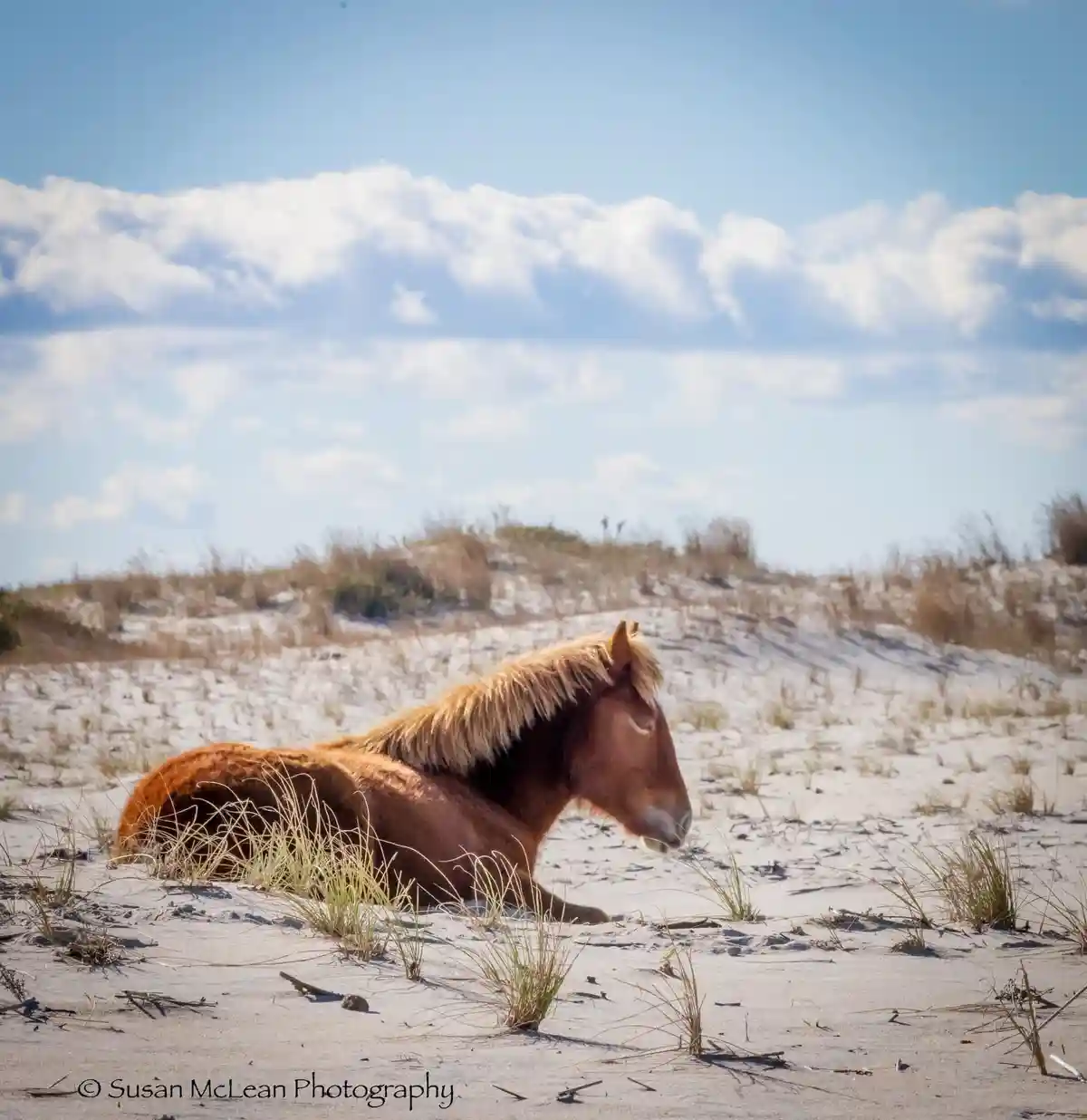 A brown horse with a blonde mane is lying down on a sandy beach with sparse grass, under a blue sky with white clouds. The…