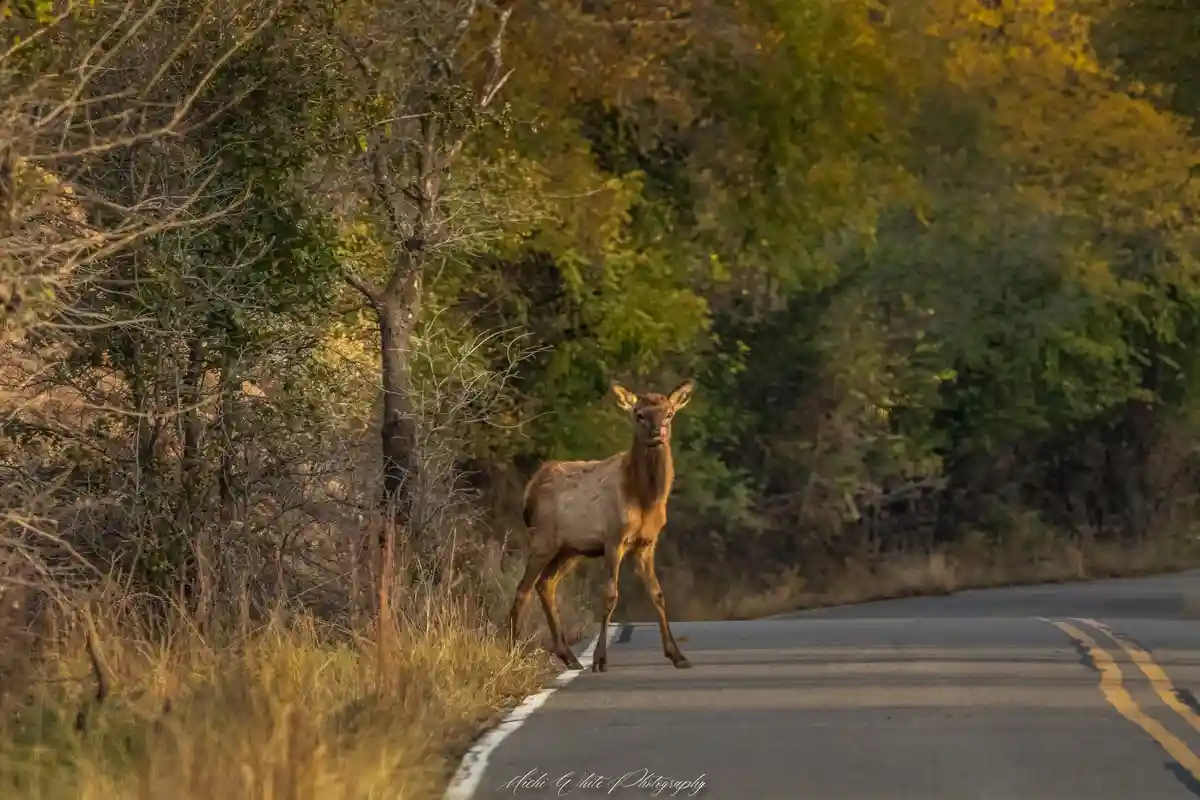 A young elk stands in the middle of a paved road surrounded by autumnal trees and grasses, looking directly at the camera…