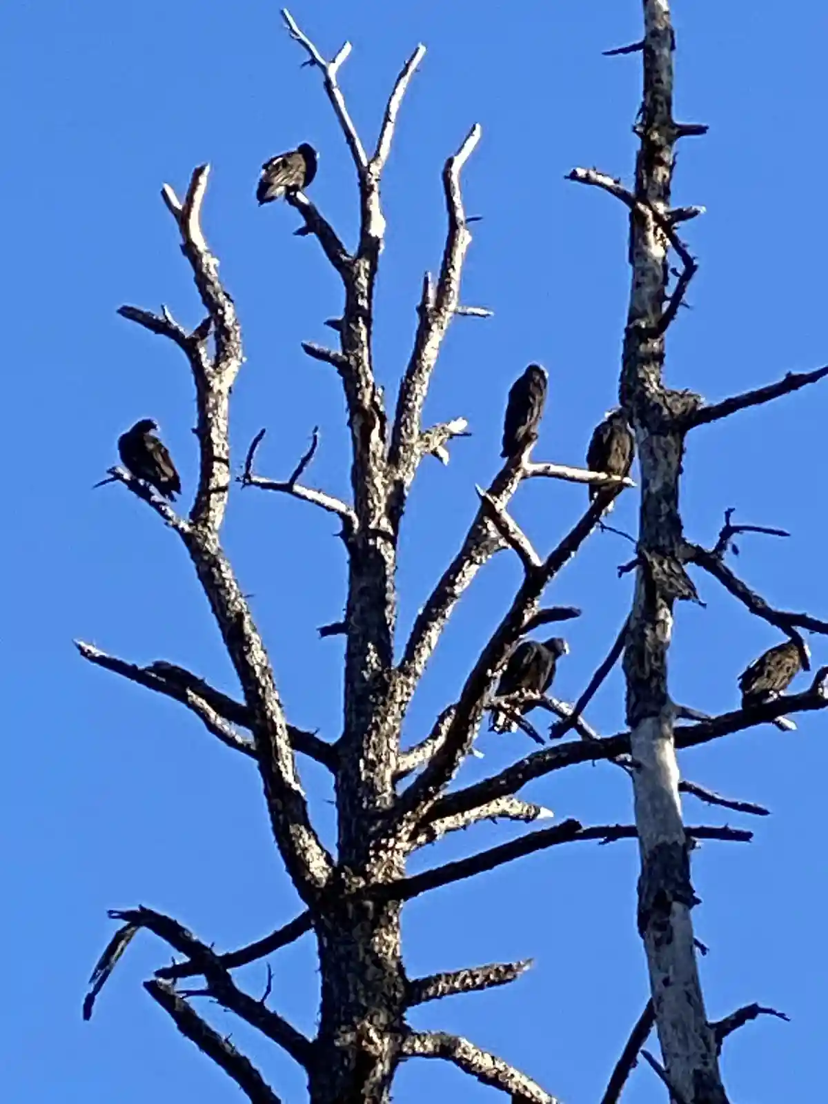 A bare, leafless tree with multiple dark birds perched on its branches against a clear blue sky. The overlaid text reads…