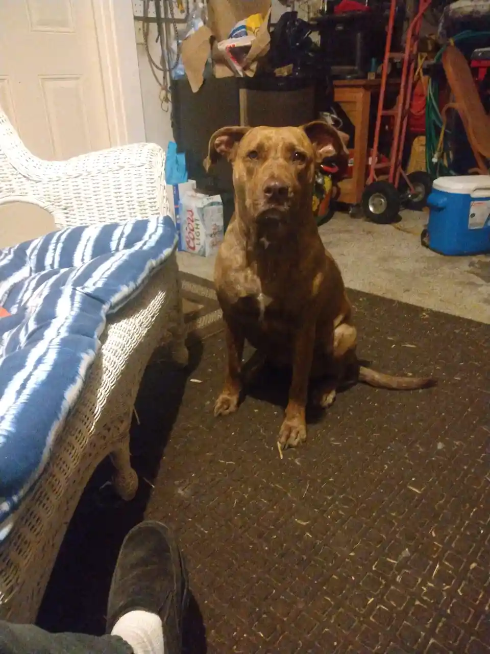 A brown dog with floppy ears sits on a dark patterned floor in a cluttered garage or workshop, looking directly at the…