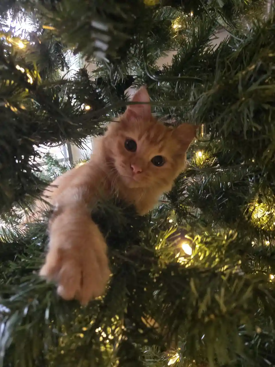 A fluffy orange kitten is perched among the green branches of a lit Christmas tree, looking directly at the camera with wide…