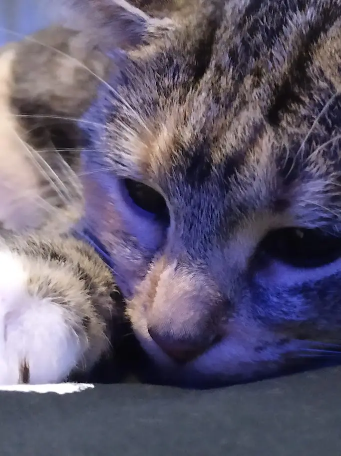 A close-up photo of a tabby cat with a sleepy, half-lidded expression, resting its head on a surface. The cat's fur is…