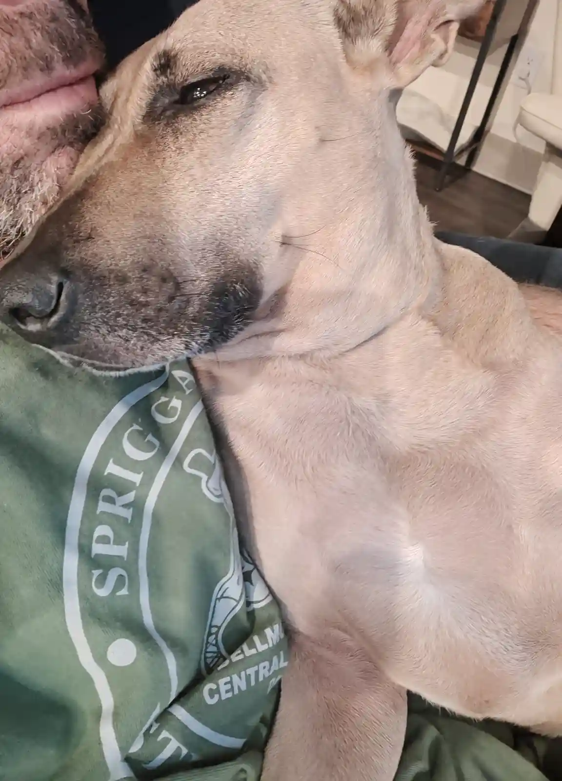 A light-colored dog is sleeping soundly with its head resting on a person's chest, who is wearing a green shirt with…
