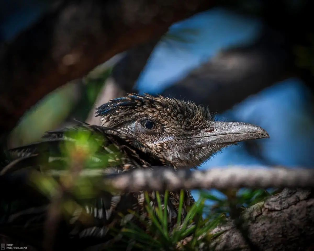 A close-up photograph of a young bird, likely a kookaburra, with brown and blue feathers, peeking out from behind foliage…