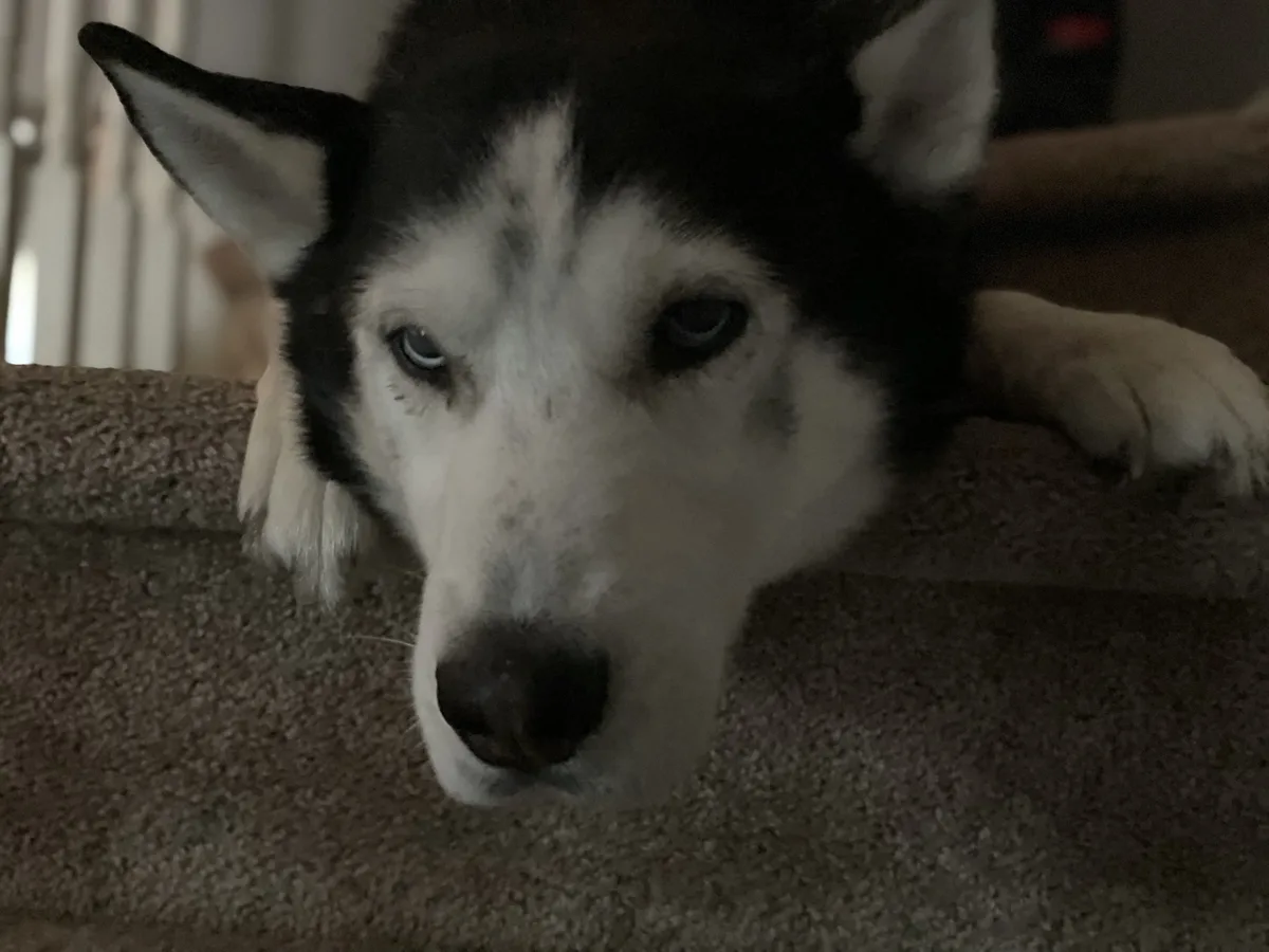 A close-up of a black and white husky with piercing blue eyes looking directly at the camera, resting its head on a carpeted…