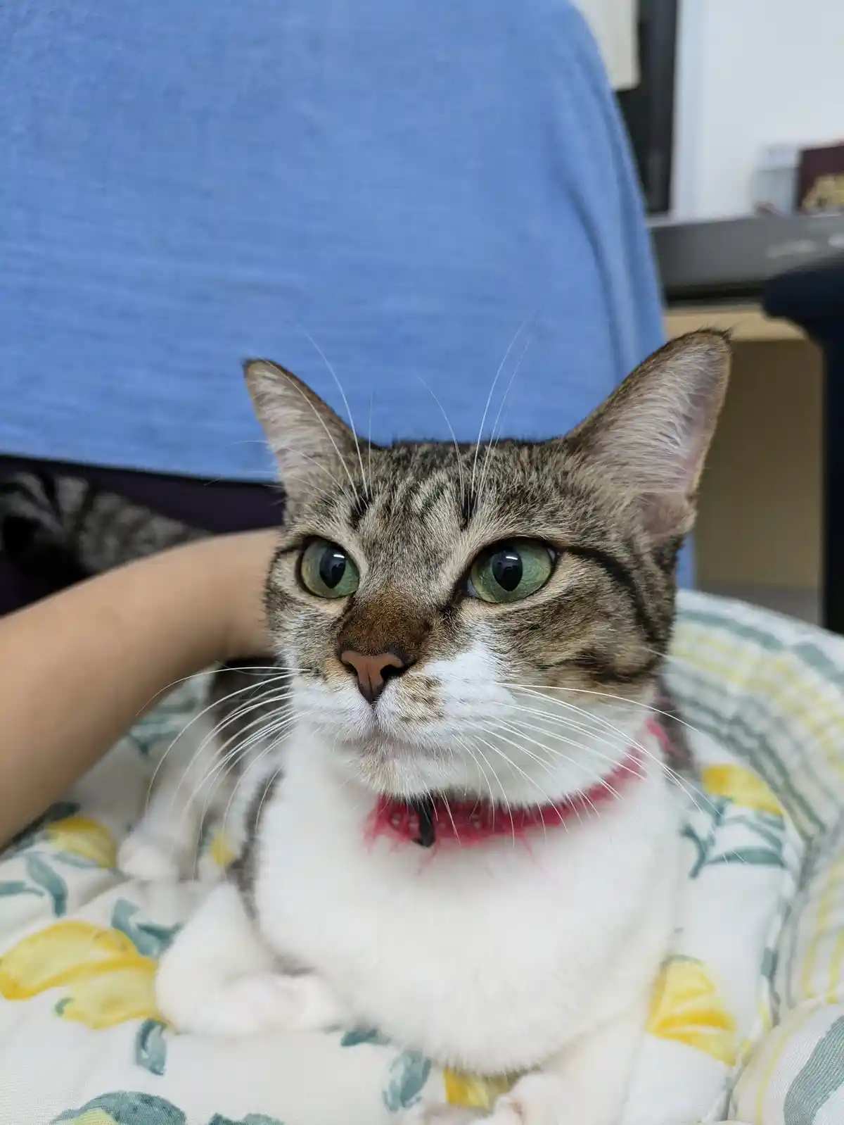 A tabby cat with green eyes and a white chest sits on a lemon-patterned blanket, looking directly at the camera with a…