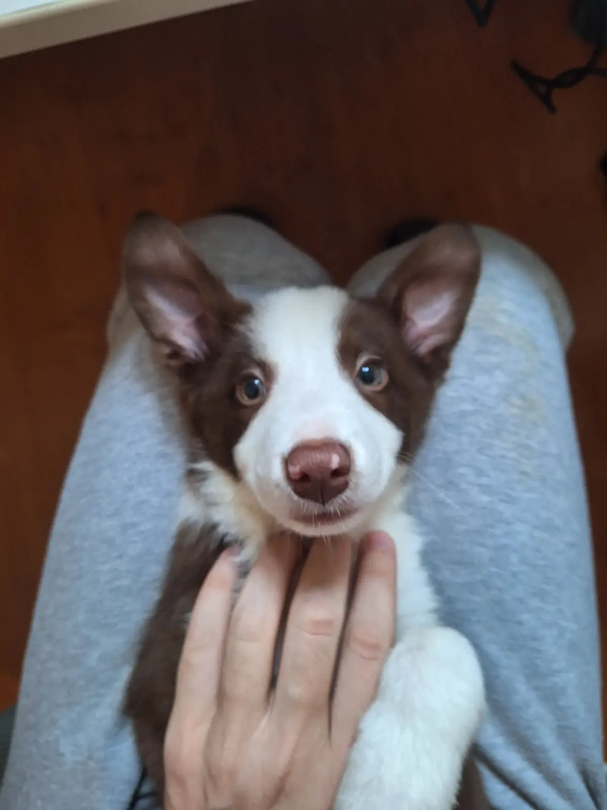 A brown and white puppy with large, expressive eyes is being held in someone's lap, looking up directly at the camera. A…