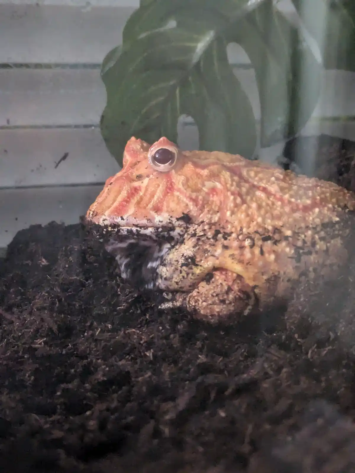 Chibichub: The Cutest Little Creature
