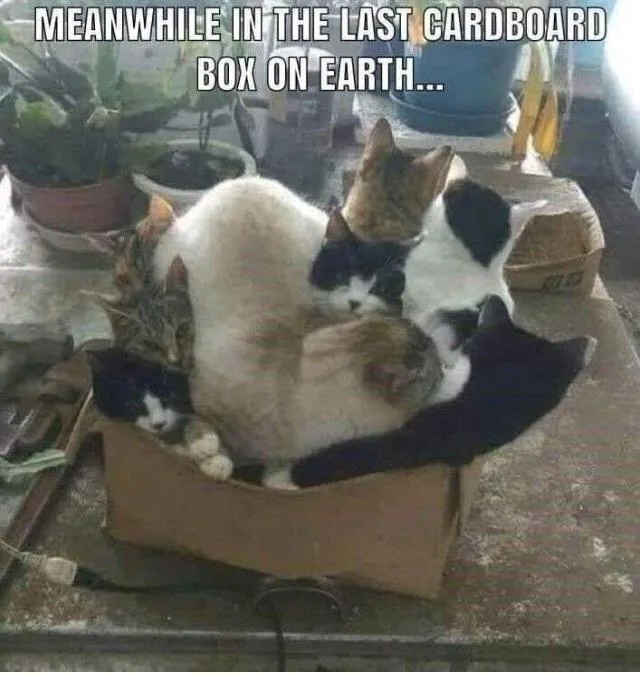 Schrodinger's other cats: The mysteries continue.