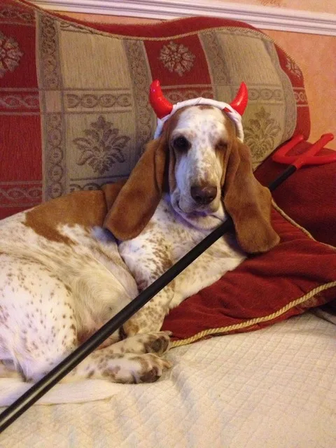 Meet the mischievous devil dog