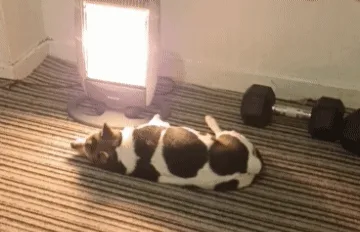 A sequence of six photos shows a brown and white dog lying on a striped carpet near a bright window, then slowly getting up…