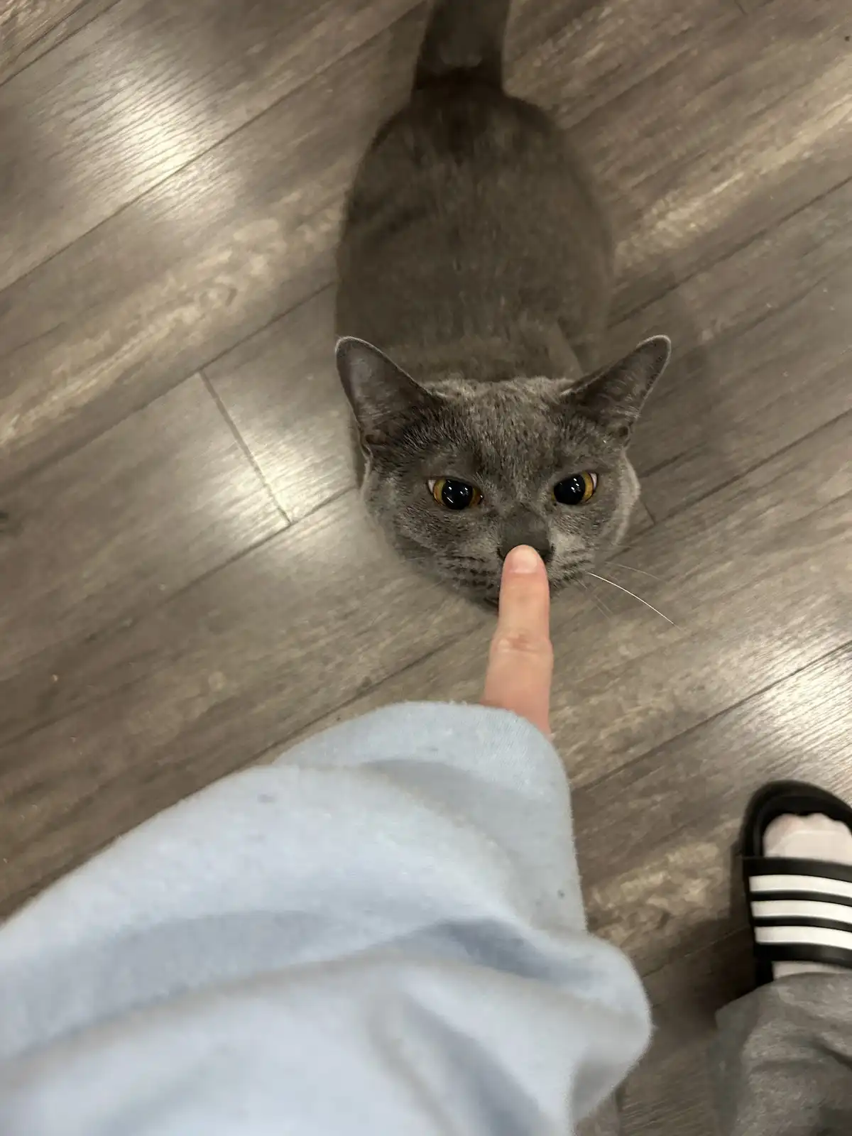 A gray cat with amber eyes stares intently upward as a person's finger gently touches its nose. The photo is taken from a…