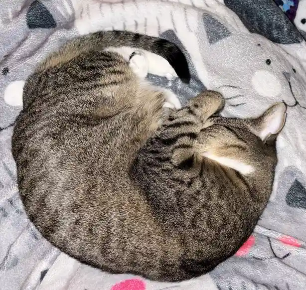 A tabby cat curled into a tight ball on a gray blanket with cat-face patterns, appearing deeply asleep. The overlaid text…