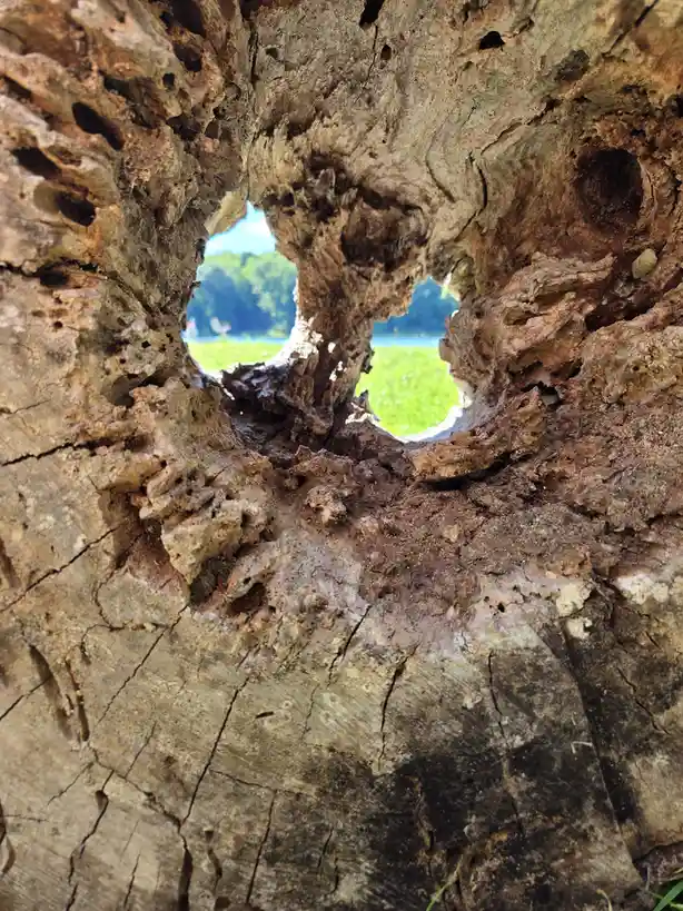 A close-up shot of a weathered, decaying tree stump with a large, irregularly shaped hole in its center. Through the hole, a…