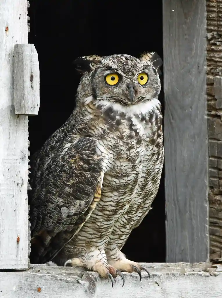 A large great horned owl with bright yellow eyes peers out from a dark wooden doorway, its feathers mottled gray and white…