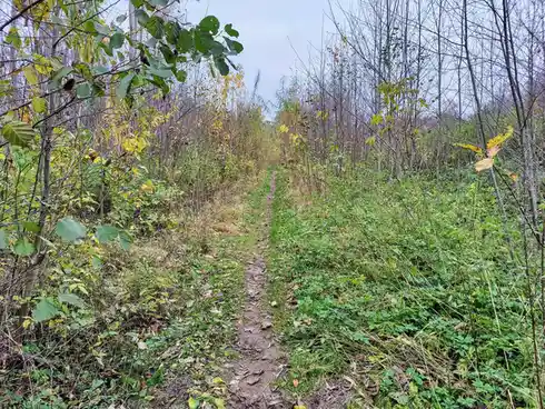 A narrow, muddy trail winds through dense, overgrown foliage with trees and bushes on both sides, some leaves green and…